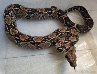Boa imperator - DH Leopard VPI T+ Albino - 8