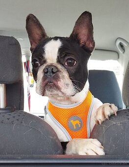 Boston,Bostonský teriér,Boston Terrier s PP - 8