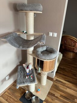 Mainská mývalia mačka / Maine Coon - 8