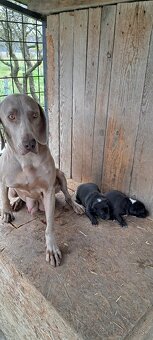 Weimar, weimarsky stavač... - 8