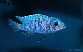 Cichlidky - 8