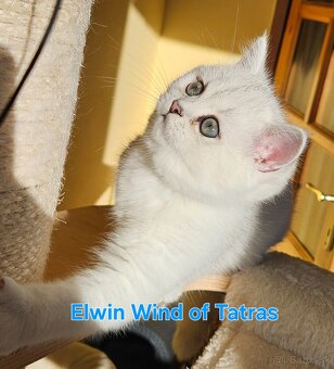 Britská krátkosrstá - 8