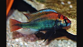 cichlidy viktoria haplochromis - 8