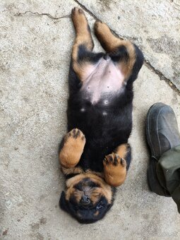 rotvailer,rottwailer,rottweiler,rotvajler - 8