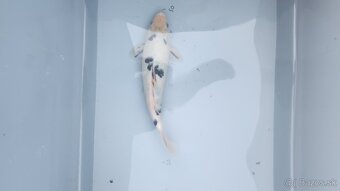 Predám Japonské butterfly koi kapre - 8
