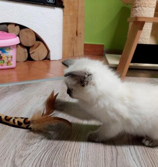 Modrooká holčička Ragdoll k REZERVACI - 8