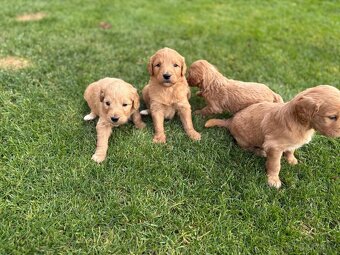 Goldendoodle - 8