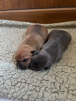 Americký stafordsirsky terier, Stafford, amstaf - 8