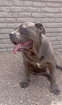 Cane corso šteniatka - 8