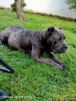 Cane Corso - 8