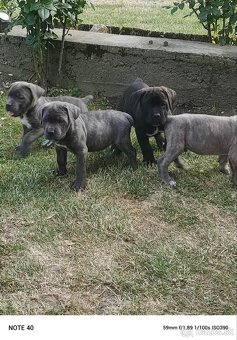 Cane Corso - FENKY - 8