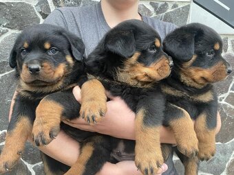 Rottweiler, Rotvajler, RTW - posledný psík - 8