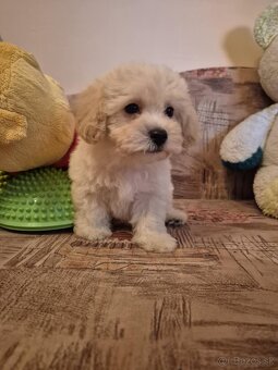 Maltipoo - 8