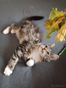 Maine coon - 8