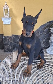 DOBERMAN ŠTENIATKA S FCI P.P. - 8