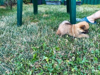 Pomeranian špic oranžovy šteňa k odberu ihneď. - 8