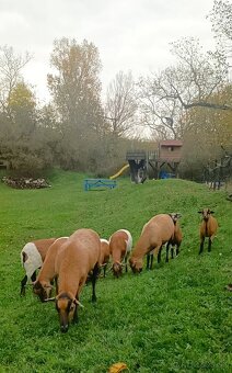 Predám Kamerúnske ovce - 8