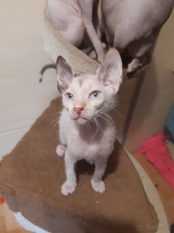 Don Sphynx Mačiatka - 8