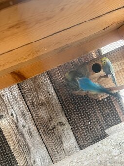 Predám cely chov a drevené voliéry - 8