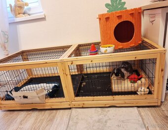Minilop kralik + výbava na predaj - 8