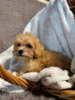 Maltipoo - 8