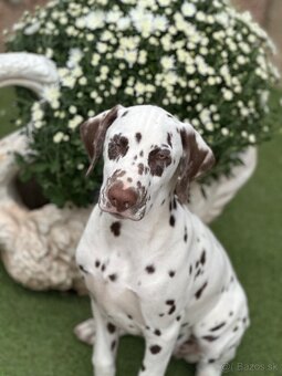 Dalmatínsky pes - 8