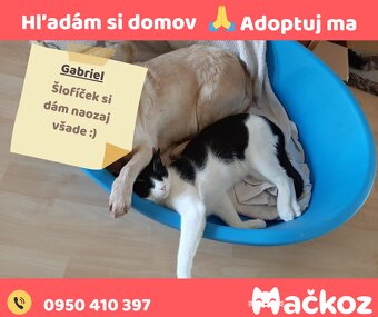 THOMAS a GABRIEL - DARUJEM KOCURIKA / KOCURIKOV NA ADOPCIU - 8