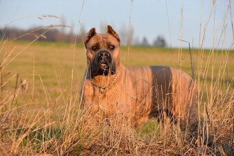 Cane Corso štěňata s FCI PP - 8
