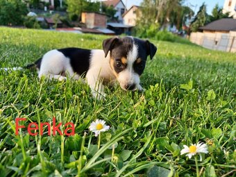Šteniatka Jack Russel teriér - 8