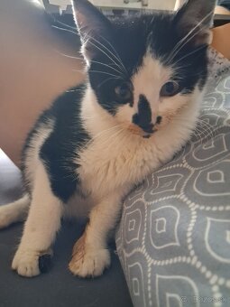 Darujem mačiatko - kocúrik - 8