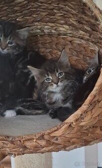 Mainská Mývalia mačka / Maine Coon - 8