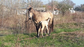 Pripustanie AQHA, APHA, APPA, aj ine - 8
