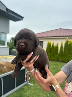Cokoladovy labrador FCI s PP - 8