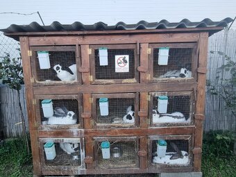 KRÁLIKAREŇ -ZAJAČNÍK - 8