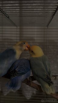 rucne dokrmene agapornisy - 8