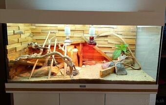 Terarium komplet - 8