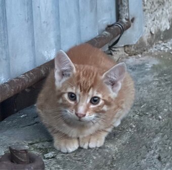Darujeme krásne mačiatka :) - 8