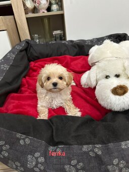 Maltipoo pudel - 8