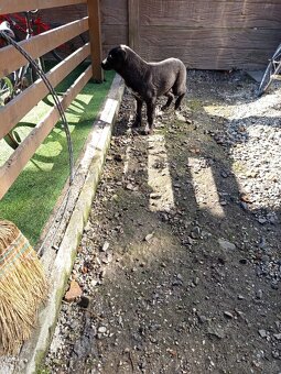 predám šteniatka stredoázijaka - 8