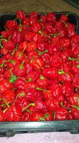 Predaj priesady sadenice planty chilli papriky - 8