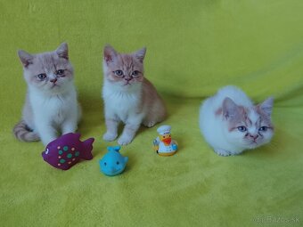 Exotické britské mačiatka - 8