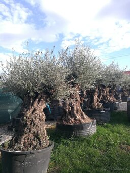 Olivovník bonsai - 8