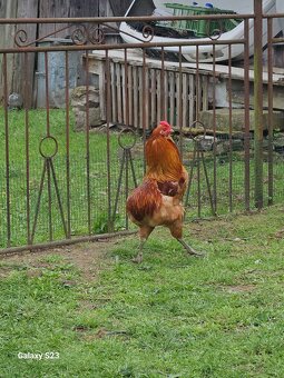 Predám kurčata araucana - 8