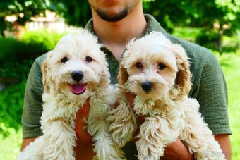 Maltipoo (malteze +Pudel = maltipoo) - 8