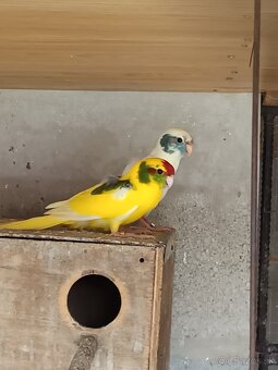 Kakariky , korely - 8