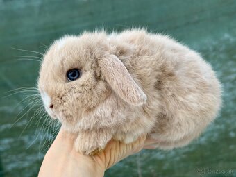 mláďatká minilop – samičky 🐰💕 - 8