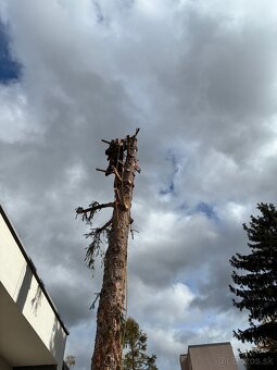 Pílenie stromov - 8