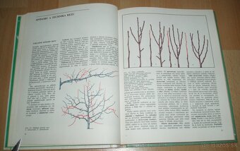 Tvarovanie a rez ovocných drevín - 8