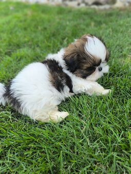 Predám šteniatka Shi-tzu ši-cu šicu shihtzu - 8