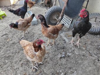 Zdrobnené kačice, pižmovky, indické bojovnice - 8